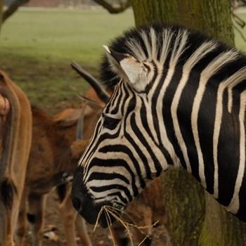 hôtels kyriad lille zoo