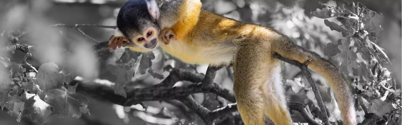 Singe dans les arbres