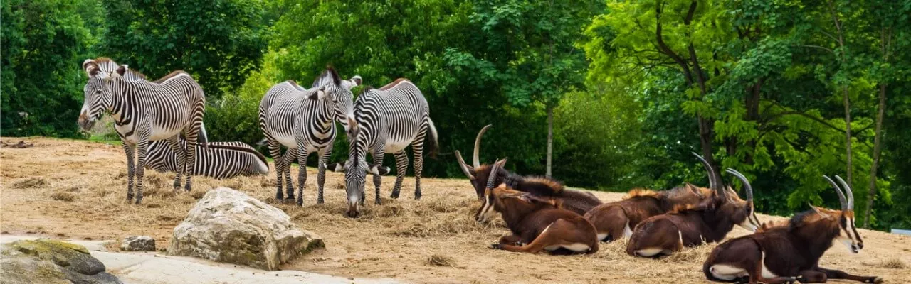 Zèbres dans un zoo