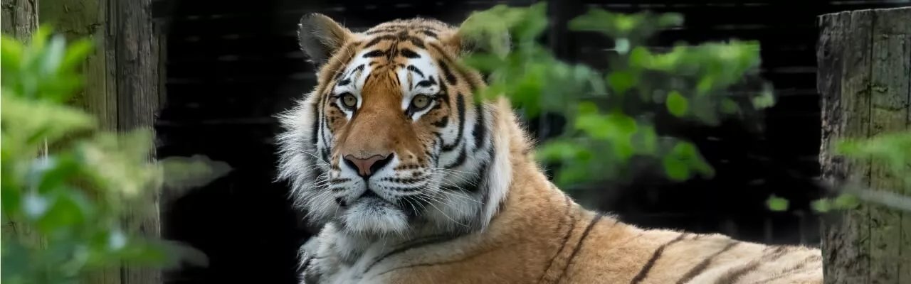 Tigre dans un zoo