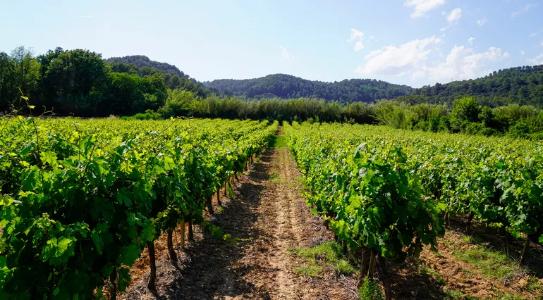 La Route des Vins de Bordeaux