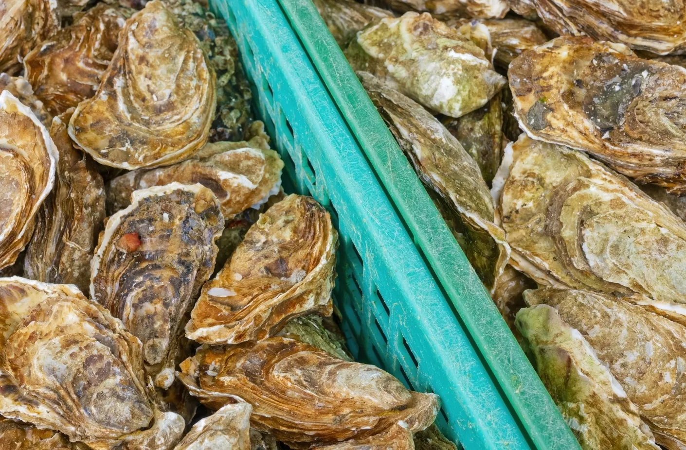 Les spécialités culinaires de La Rochelle à tester absolument