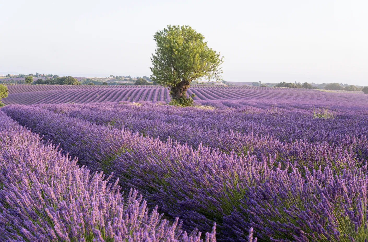 Où visiter des champs de lavande près d'Aix-en-Provence ?