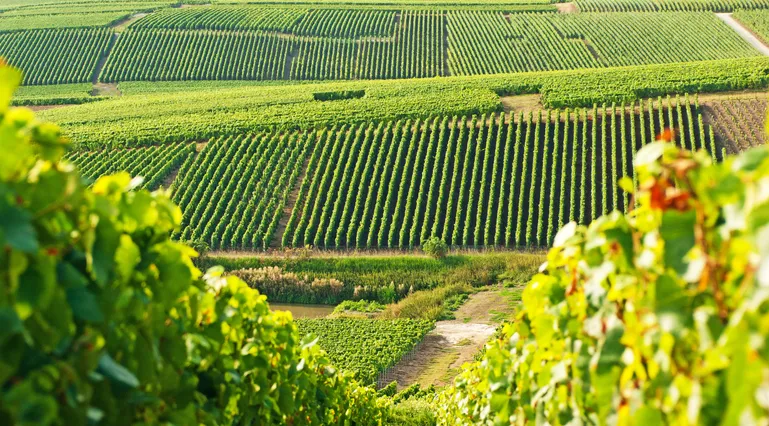 Les plus beaux villages à visiter autour de Reims